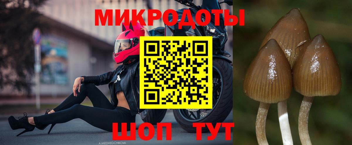 Галлюциногенные грибы Psilocybe Новочебоксарск